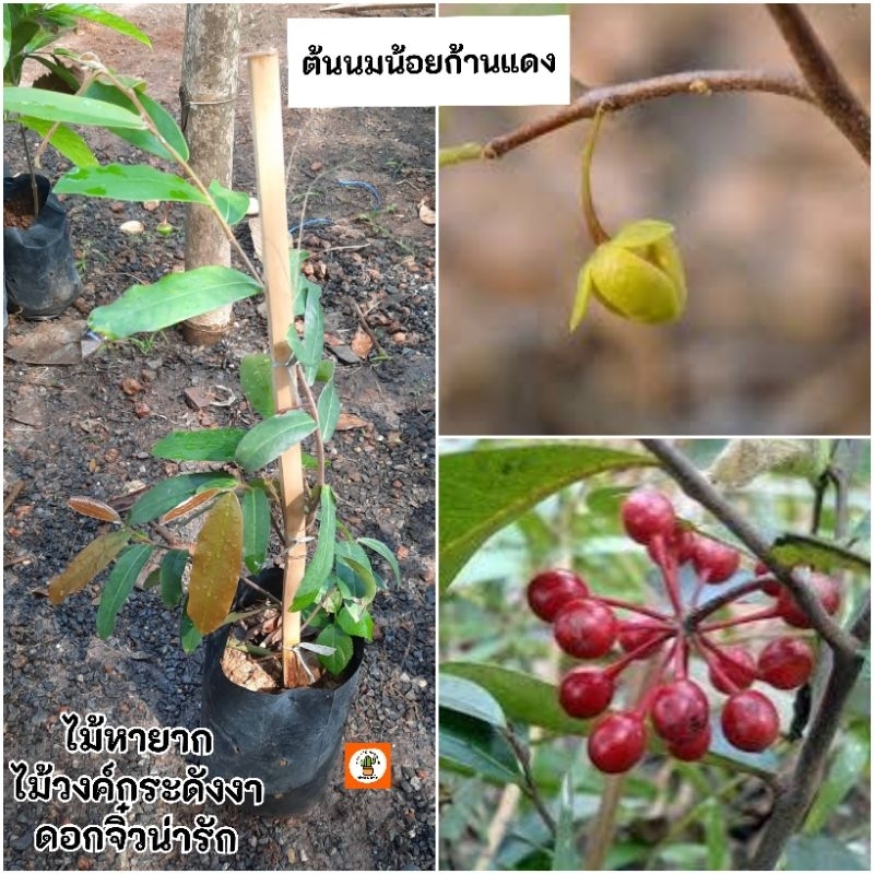ต้นนมน้อยก้านแดง นมน้อยก้านแดง