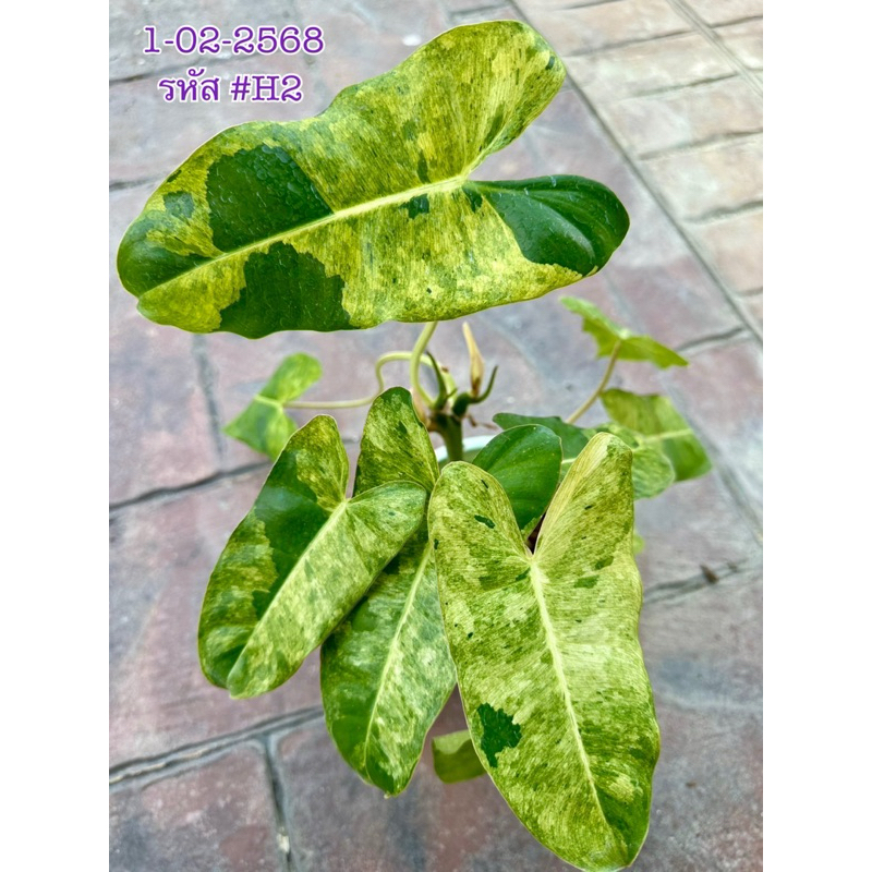 เบเบิ้ลมาร์ค ดับเบิ้ลมินต์ | Philodendron Burle marx double mint 🌿 Update 01 : 2 : 2568