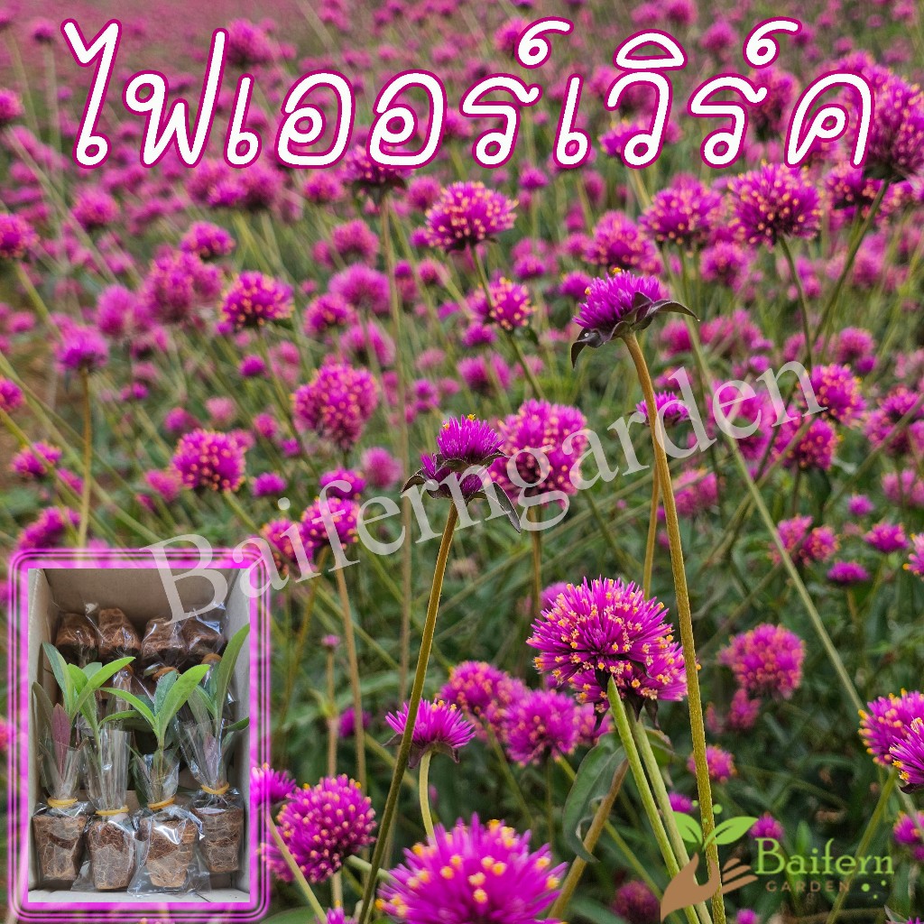 ต้นกล้าดอกไฟเออร์เวิร์ค (gomphrena fireworks) สวยงาม เลี้ยงง่าย