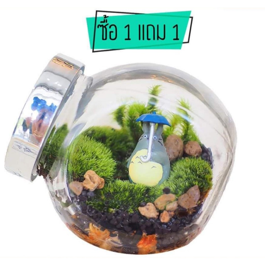 สวนขวด 1แถม1 ชุด DIY Terrarium Set จัดสวนขวดง่ายๆ ดูแลง่าย ไม่ต้องรดน้ำ