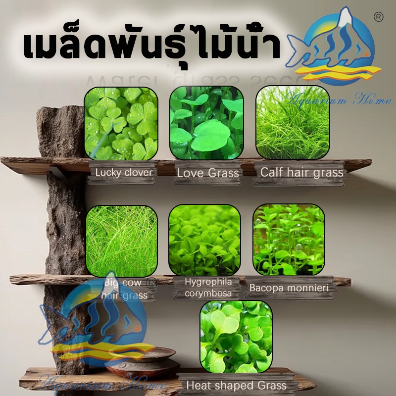 เมล็ดไม้น้ำ แต่งตู้ปลา เมล็ดพันธ์ุไม้น้ำ ต้นไม้ปลูกในน้ำ(ซองละ 5กรัม) มี8 พันธุ์ ไม่ต้องใช้co2 พร้อม