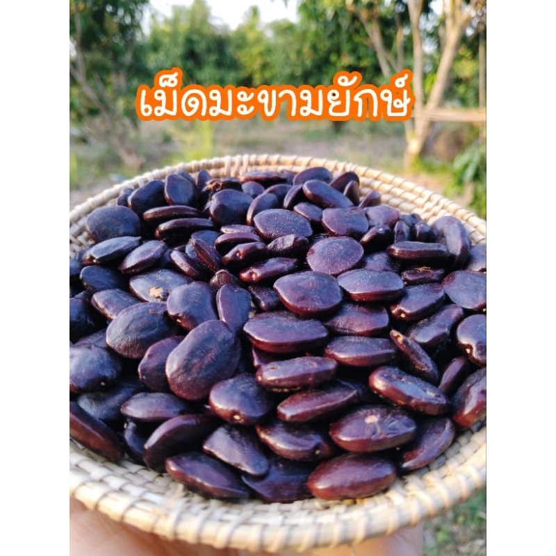 เม็ดมะขามเปรี้ยวยักษ์สะอาด ปลูกทำรั้ว+คั่วรับประทานได้ มะขามเปรี้ยวยักษ์ บรรจุ 1 กิโลกรัมกว่าๆ