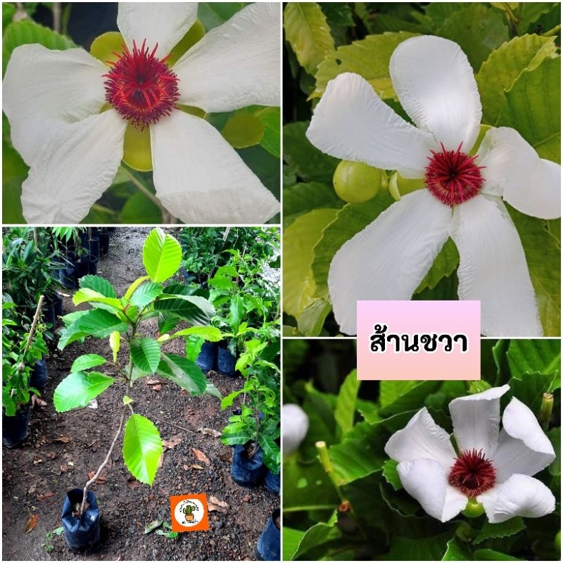 ต้นส้านชวา  ส้านชวา ส้านดอกขาว