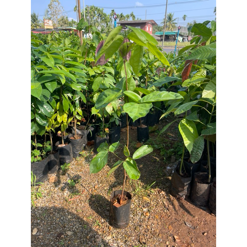 ต้นลูกเนียง  #เนียง🌳 🌳