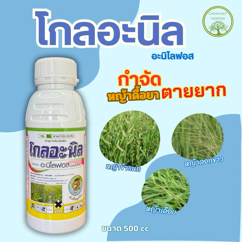 โกลอะนิล อะนิโลฟอส  500ซีซี ตราหัวเสือลูกโลก หญ้าข้าวนก หญ้าข้าวนกสีชมพู หญ้าดอกขาว หญ้ากระดูกไก่