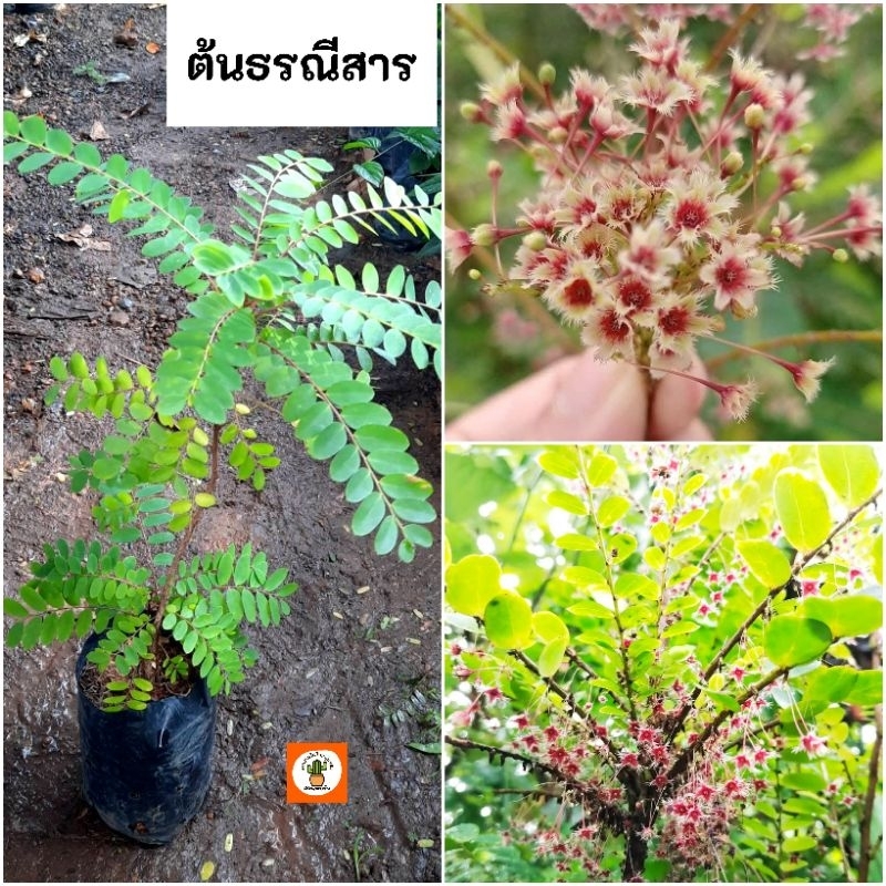 ต้นธรณีสาร ธรณีสาร ไม้มงคล