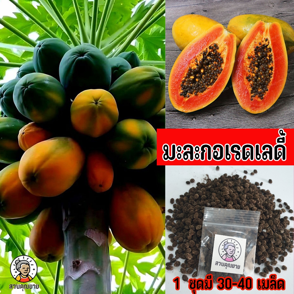 เมล็ดพันธุ์มะละกอเรดเลดี้ ลูกดก ติดดอกไว ปลูก 6-8 เดือน เหมาะสำหรับทานทั้งสุกให้รสหวานอร่อย