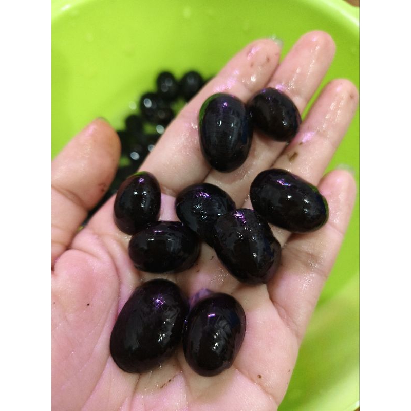 อาหารทะเล หอยหมวกทหาร รสชาติอร่อย สีดำ ขั้นต่ำ 5 ชิ้น