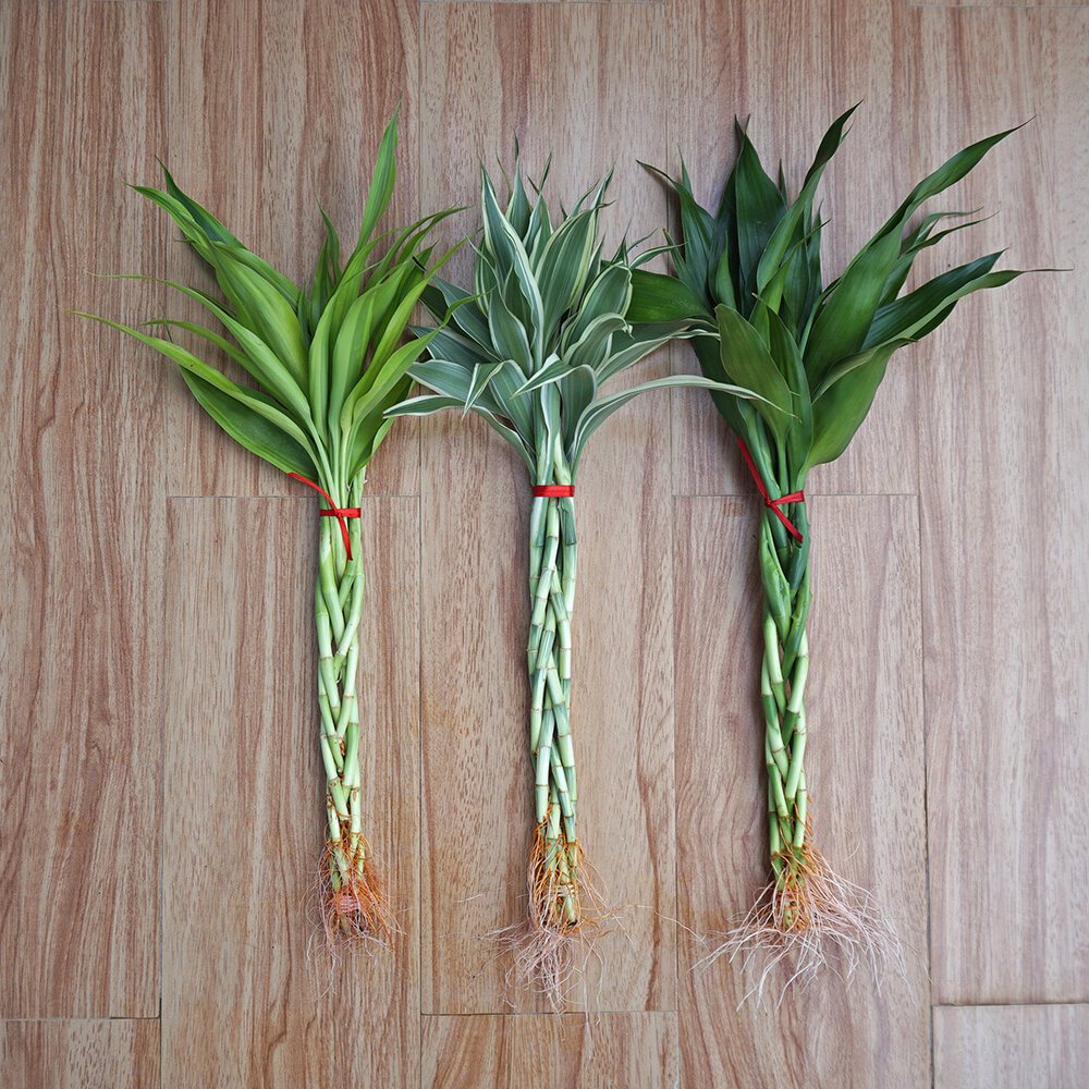 ไผ่กวนอิมถักเปียลาย 5 เส้น มีราก สูง 40-50 ซม. / 40-50-CM High Pigtail Lucky Bamboo With 5 Stems in 1 Set