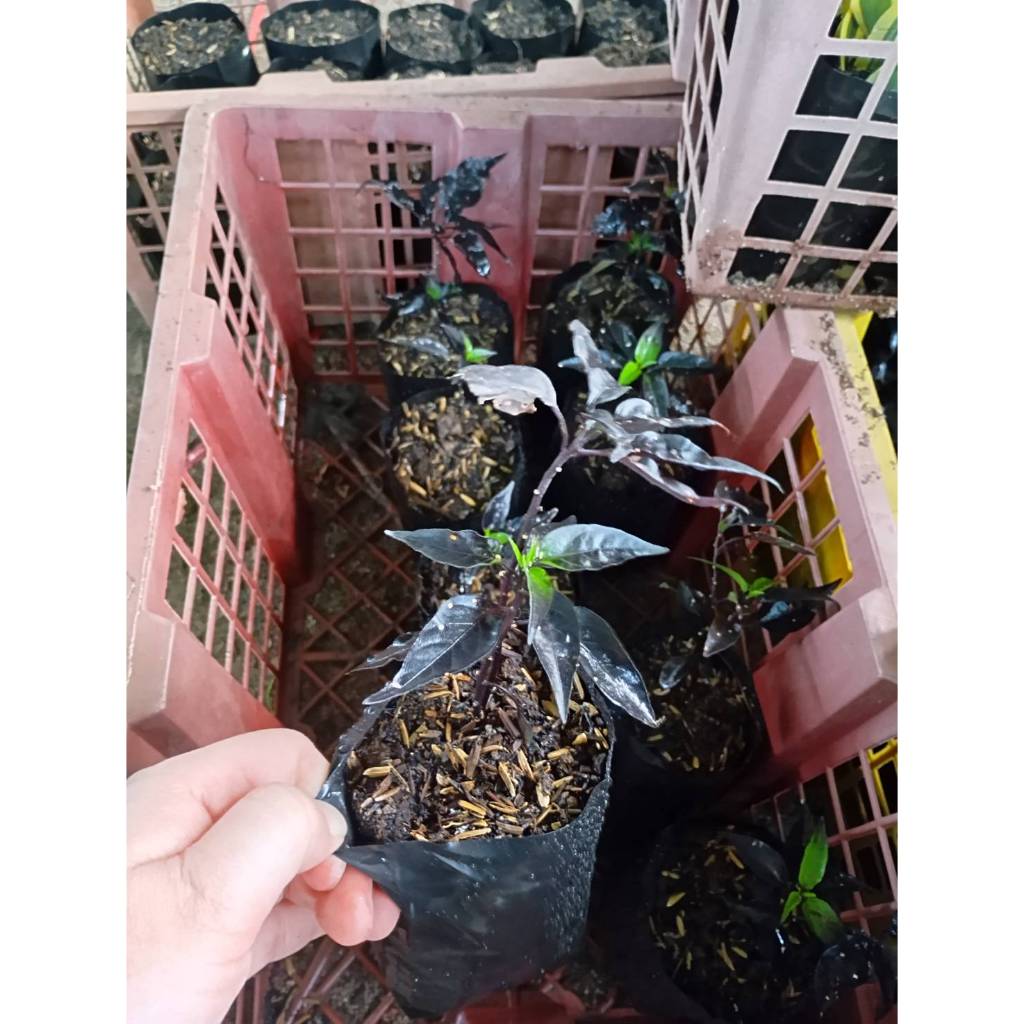 ต้นพริกราชินีสีม่วง สายพันธุ์พม่า รสเผ็ดร้อนแรง พร้อมปลูก ในถุงดำ29 บาท