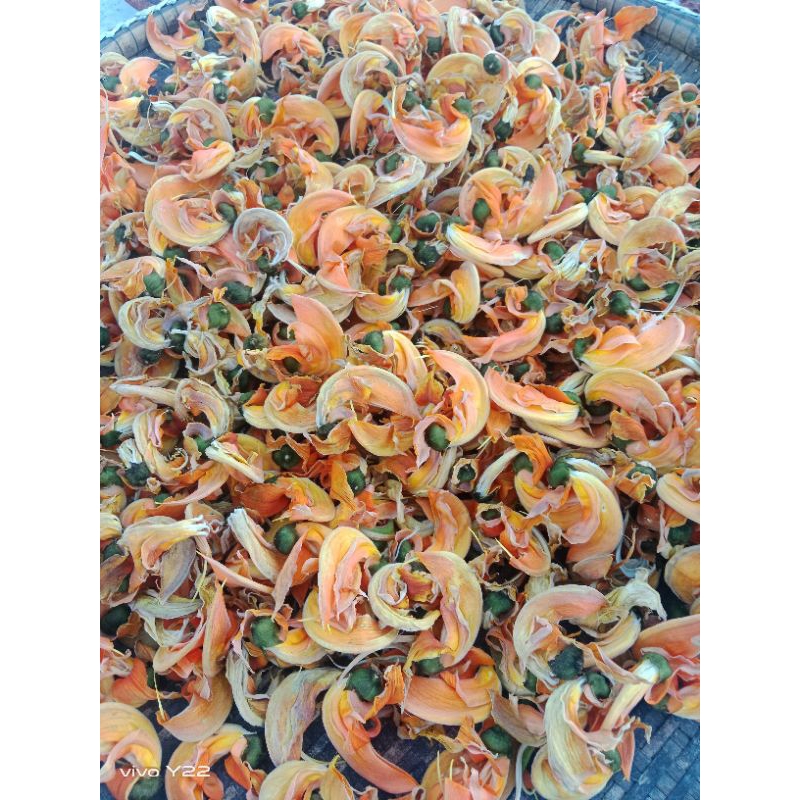 ดอกทองกวาวตากเเห้งหรือดอกจานตากเเห้ง ขนาด 100 กรัม - รูปที่ 4