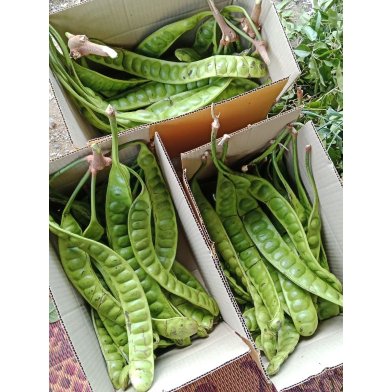 สะตอข้าว 20 ฝักต่อกล่อง