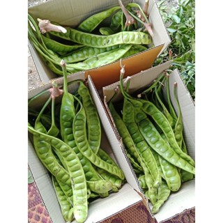 สะตอข้าว 20 ฝักต่อกล่อง