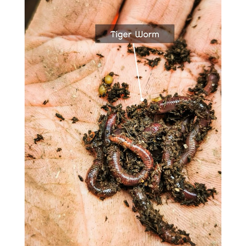 ไทเกอร์เวิร์ม tiger worm