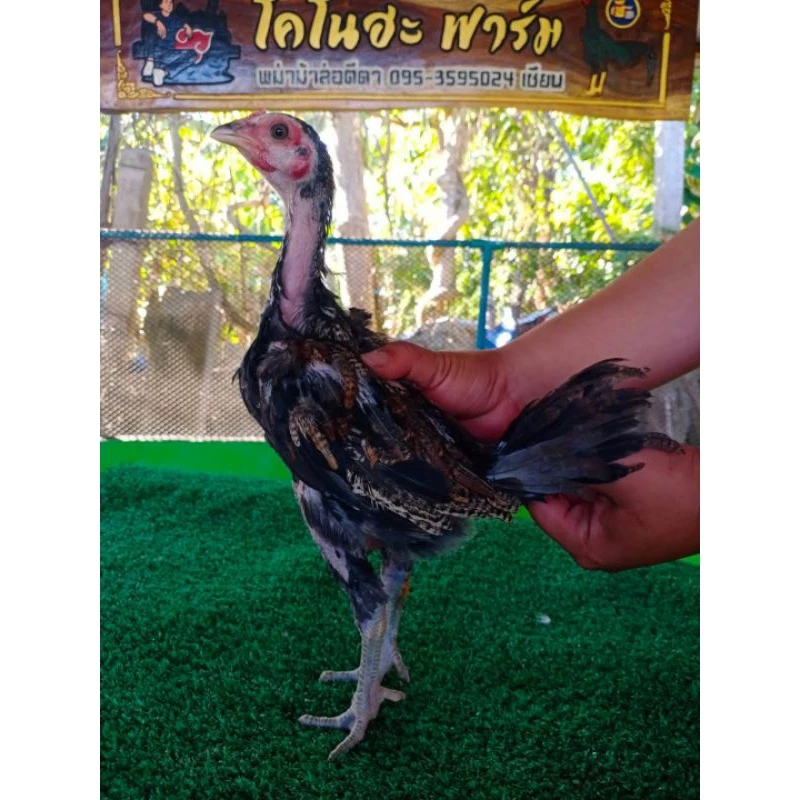 อาหารลูกไก่สูตรพิเศษสำหรับลูกไก่ชนโปรตีน 23% น้ำหนัก 1 กิโลกรัม 📌สินค้ามีจำนวนจำกัด thumbnail 9
