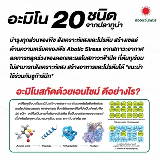 อะมิโนทุเรียน สำหรับทุเรียนโดยเฉพาะ เข้มข้นสูง แอลอะมิโนแท้ ขนาด 1 ลิตร ดวงตะวันเพชร