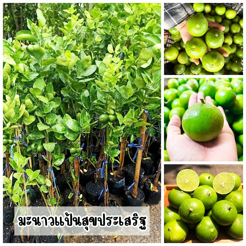ต้นมะนาวแป้นสุขประเสริฐ เมล็ดน้อย ลูกดก น้ำเยอะ มีกลิ่นหอม เหมาะสำหรับประกอบอาหารในครัวเรือน