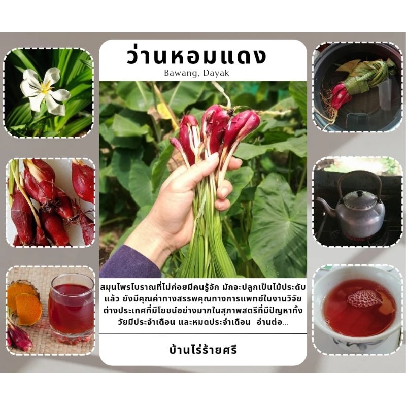 พันธุ์ ว่านหอมแดง : Bawang Dayak (ต้มชาช่วยเรื่องปวดประจำเดือน สรรพคุณงานวิจัยการันตี)