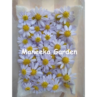 ดอกมากาเร็ตบอเนียว ดอกผีเสื้อ เดซี่ ดอกไม้กินได้ Edible flowers กล่องละ 50-100 ดอก (ส่งด่วนInstantDelivery)ทุกวัน