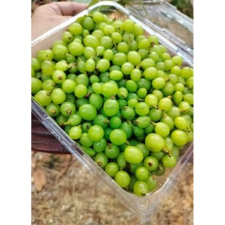 🔥องุ่นดิบคละไซส์🔥องุ่นนอกดิบต้นฤดู ไร้เมล็ด เปรี้ยวตาปิด คละ…