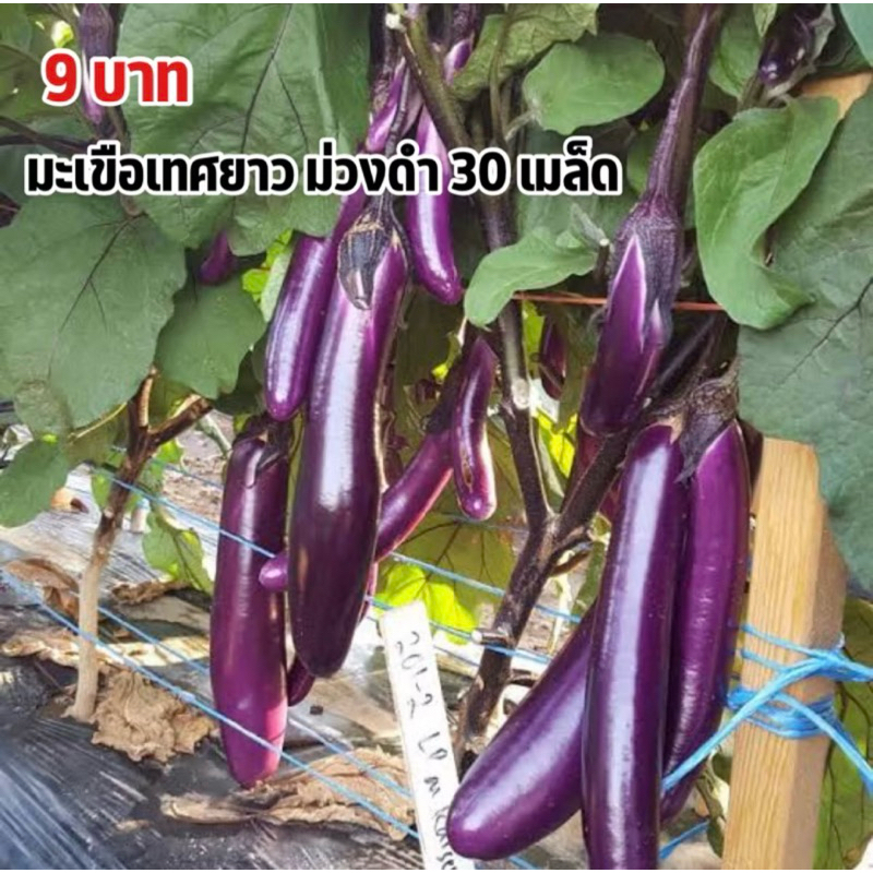เมล็ดพันธุ์มะเขือยาวม่วงดำ 9บาท 30เมล็ด