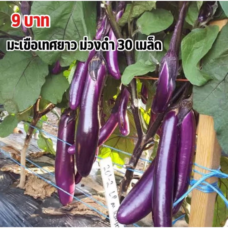 เมล็ดพันธุ์มะเขือยาวม่วงดำ 9บาท 30เมล็ด