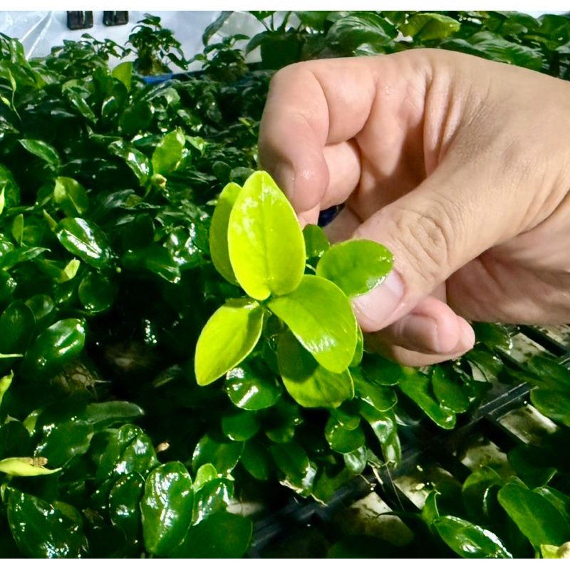อนูเบียสโกลเด้น (Anubias golden) ใบบกเลี้ยงชื้น แบ่งขายเป็นต้น