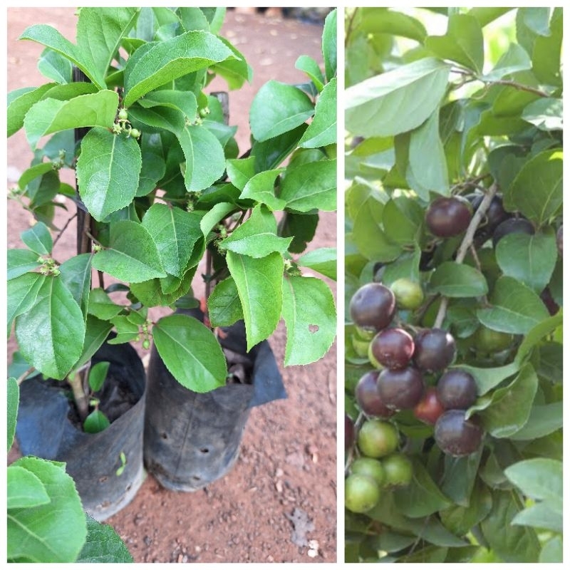 ต้นตะขบยักษ์ไร้หนาม/ชำกิ่ง/สูง40-50เซนฯ/ผลใหญ่รสหวาน ให้ผลดก