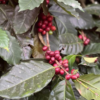 เมล็ดกาแฟคั่ว ดอยปางขอน อาราบิก้า100% พรีเมี่ยม จากเกษตรกร ดอยปางขอขอน