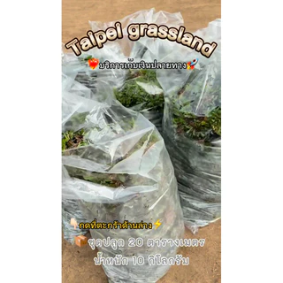 หญ้าไทเป 10 กก. ปลูกได้ประมาณ 20 ตร.ม. หญ้าสนามใบละเอียด หญ้าจัดสวน เขียวแน่น ดูแลง่าย