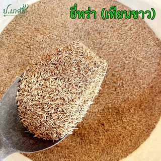 ยี่หร่า [50 / 100 กรัม] เทียนขาว ยี่หร่าแห้ง เมล็ดยี่หร่า Cumin Seeds
