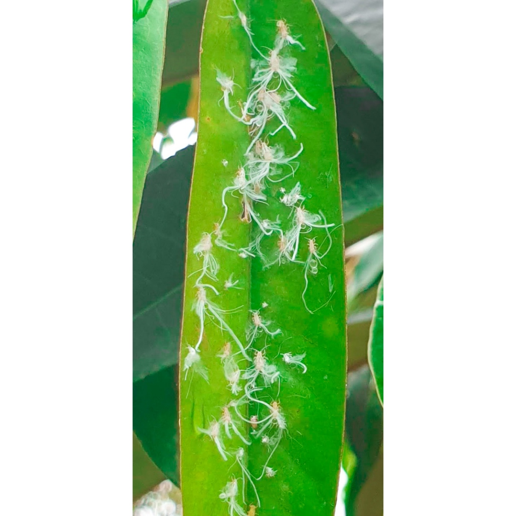 ไทอะมีทอกแซม ทอรัส ขนาด100กรัม กำจัดเพลี้ยไฟ เพลี้ยจั๊กจั่น เพลี้ยหอย แมลงหวี่ขาว เพลี้ยไก่แจ้ แมลงปากดูดทุกชนิด - รูปที่ 4