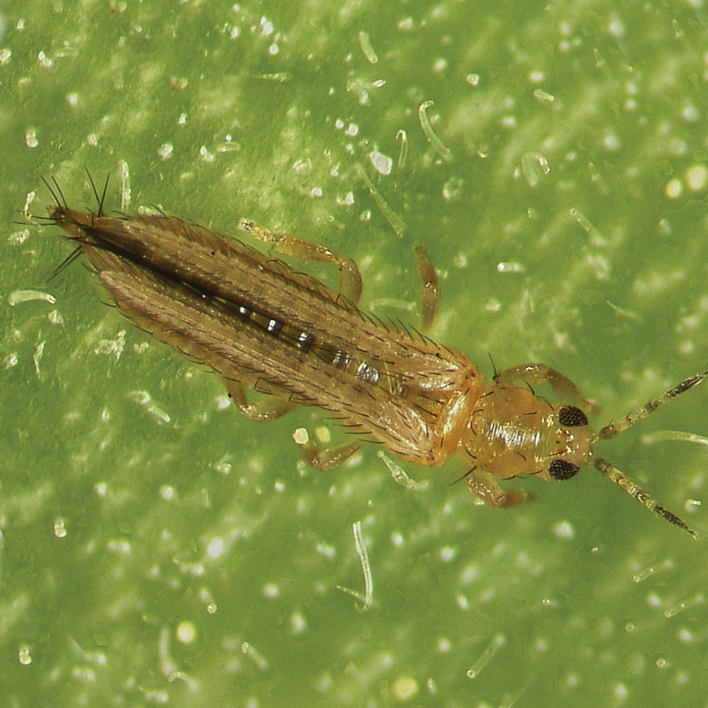 ไทอะมีทอกแซม ทอรัส ขนาด100กรัม กำจัดเพลี้ยไฟ เพลี้ยจั๊กจั่น เพลี้ยหอย แมลงหวี่ขาว เพลี้ยไก่แจ้ แมลงปากดูดทุกชนิด - รูปที่ 2