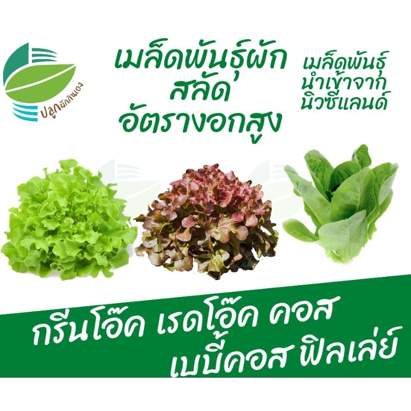 🌱🥗เมล็ด​พันธุ์​ผักสลัดยอดนิยม อัตรางอกดี กรีนโอ๊ค เรดโอ๊ค คอส เบบี้คอส บัตเตอร์เฮด ฟิลเล่ย์ ผักกาดหอมอิตาลี สลัดแก้ว
