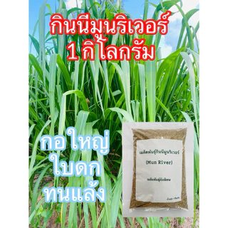 กินนีมูนริเวอร์ 1 กิโลกรัม