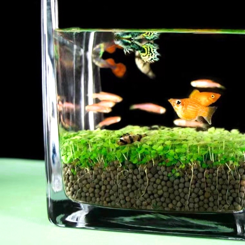 ดินปลูกไม้น้ำ เมล็ดไม้น้ำ ดินไม้น้ำ ดินใส่ตู้ปลา น้ำไม่ขุ่น ดินอุดมสมบูรณ์ ปลอดภัยต่อสัตว์น้ำ - รูปที่ 7