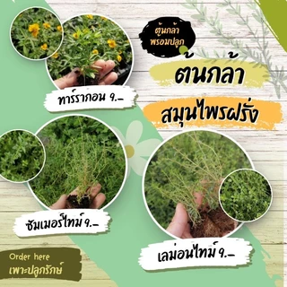 ต้นกล้าดอกไม้ทานได้ ต้นกล้าสมุนไพร​ฝรั่ง​ (สั่งขั้นต่ำ 10 ต้น คละชนิดได้)​ #ผีเสื้อแสนสวย #เดซี่ #เก๊ก​ฮวย ​#จันทร์​ฉาย