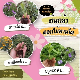 ต้นกล้าดอกไม้ทานได้ ต้นกล้าสมุนไพร​ฝรั่ง​ (สั่งขั้นต่ำ 10 ต้น คละชนิดได้)​ #ผีเสื้อแสนสวย #เดซี่ #เก๊ก​ฮวย ​#จันทร์​ฉาย