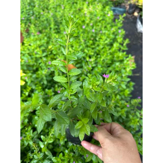 หลิวไต้หวัน ต้นหลิว หลิวม่วงแคะ หลิวดอกสีม่วง ไม้แดด ถุง 2 นิ้ว จัดส่งภายใน 2 วันหลังจากรับออเดอร์นะ