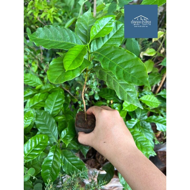 ต้นกาแฟอาราบิก้า สูง 15 cm 🆙สายพันธุ์แท้จากเชียงราย