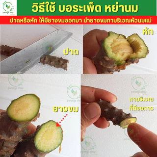 🌱บอระเพ็ดสดหย่านม เลิกเต้า ออร์แกนิก ปลอดภัย ไร้สาร มีถุงซิบล็อก เคลือกอฮอ ดูดนิ้วมือ กัดของเล่น