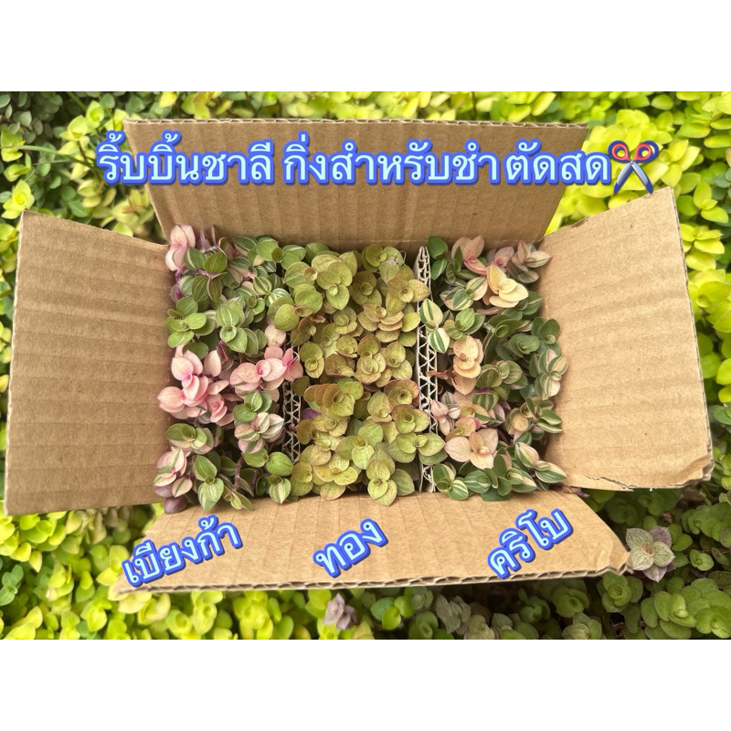ต้นริบบิ้นชาลี กิ่งชำตัดสด หนึ่งกล่องสามสี กล่องเบอร์ 00