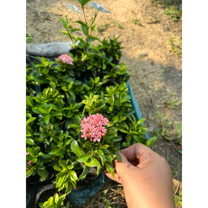 ต้นเข็มสีชมพู สีหายาก ขั้นต่ำ 10 ต้นขึ้นไป