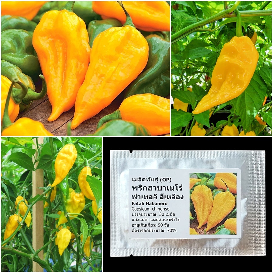 เมล็ดพันธุ์ เมล็ดพันธุ์ พริกฟาเทลลิ ฮาบาเนโร่ Fatali Habanero 10 เมล็ด คุณภาพดี ของแท้ 100%