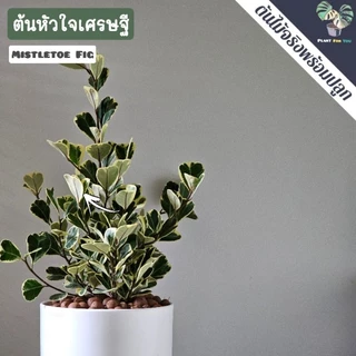 ❣️💰ต้นหัวใจเศรษฐี (ต้นไม้มงคล) พร้อมกระถาง"+จานรอง+เม็ดPopper+ขาตั้งไม้สน