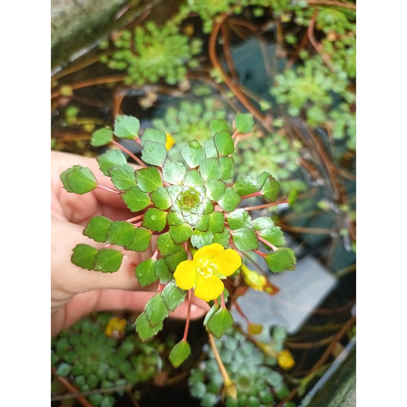 กระจับแก้ว หรือ กระจับญี่ปุ่น พืชน้ำหายาก พืชน้ำประดับอ่างปลา