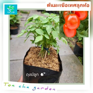 ต้นมะเขือเทศลูกท้อ(Plum Tomatoes) ต้นมะเขือเทศสีดา มะเขือเทศ…