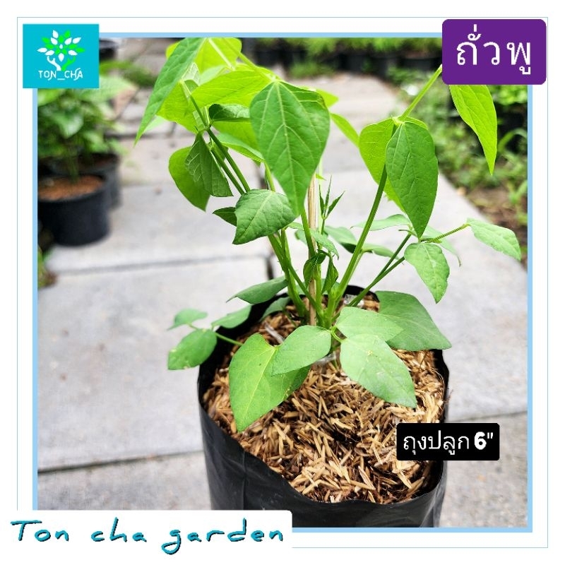 ถั่วพู ต้นถั่วพู (Winged bean) ถั่วปู ปลูกง่าย พร้อมส่ง