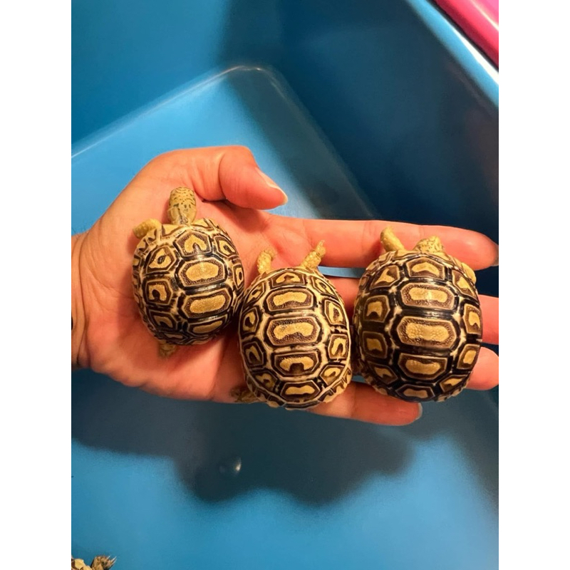 น้องเต่าต้องการ  กระเป๋า เต่าบก