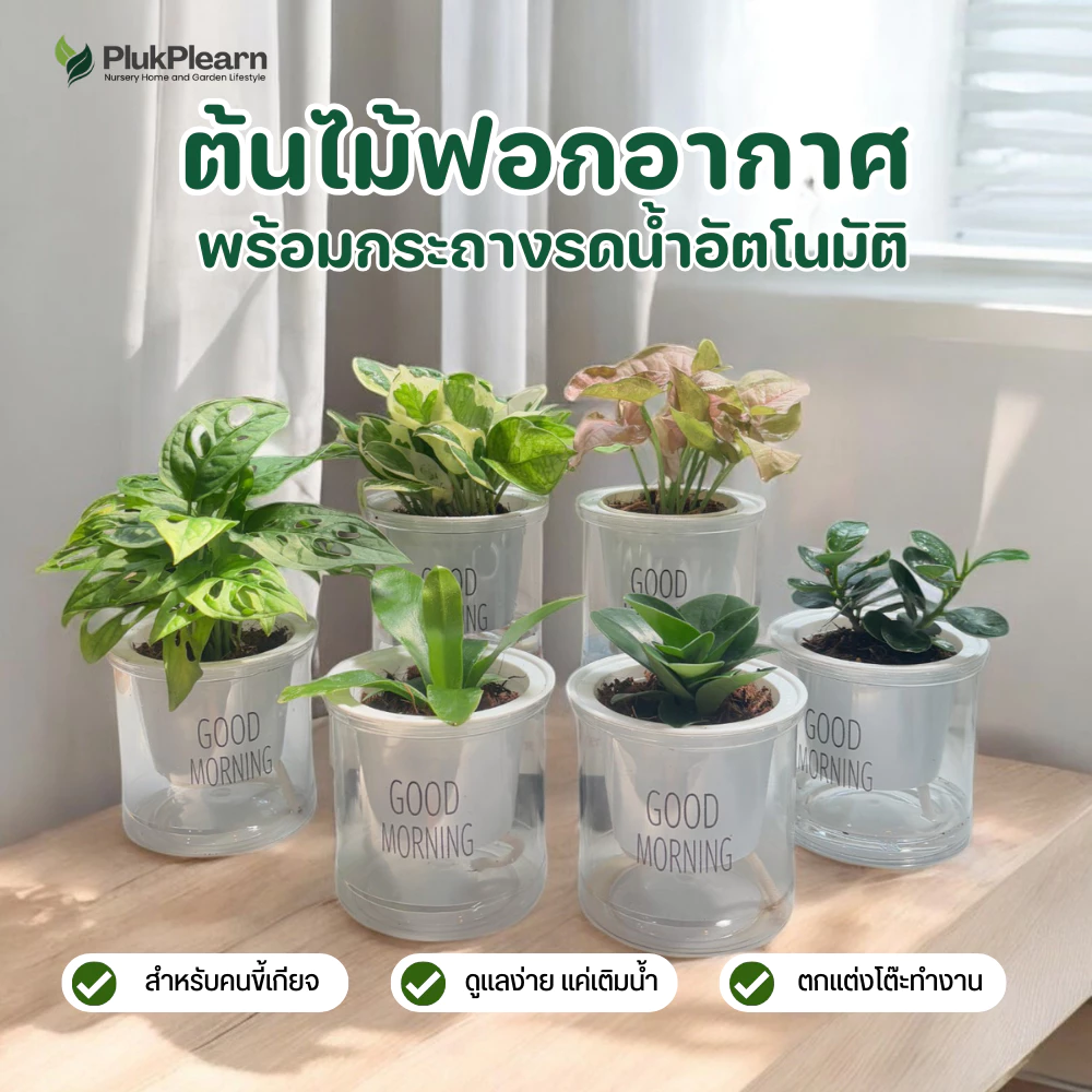 ต้นไม้ ฟอกอากาศ แต่งโต๊ะคอม ไม้มงคล กระถางรดน้ำอัตโนมัติ